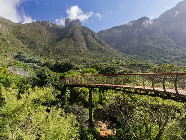 tree canopy walkway path kirstenbosch national botanical garden
